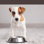 Jack Russel puppy standing in front of a dog bowl, looking at the camera.