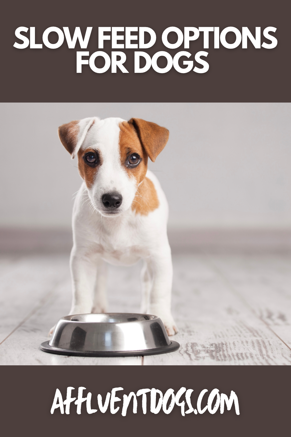 Stunning Dogs Eating Too Fast Solutions image