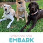 Photo of my three labs in an outdoor setting who are sharing their Embark DNA results.