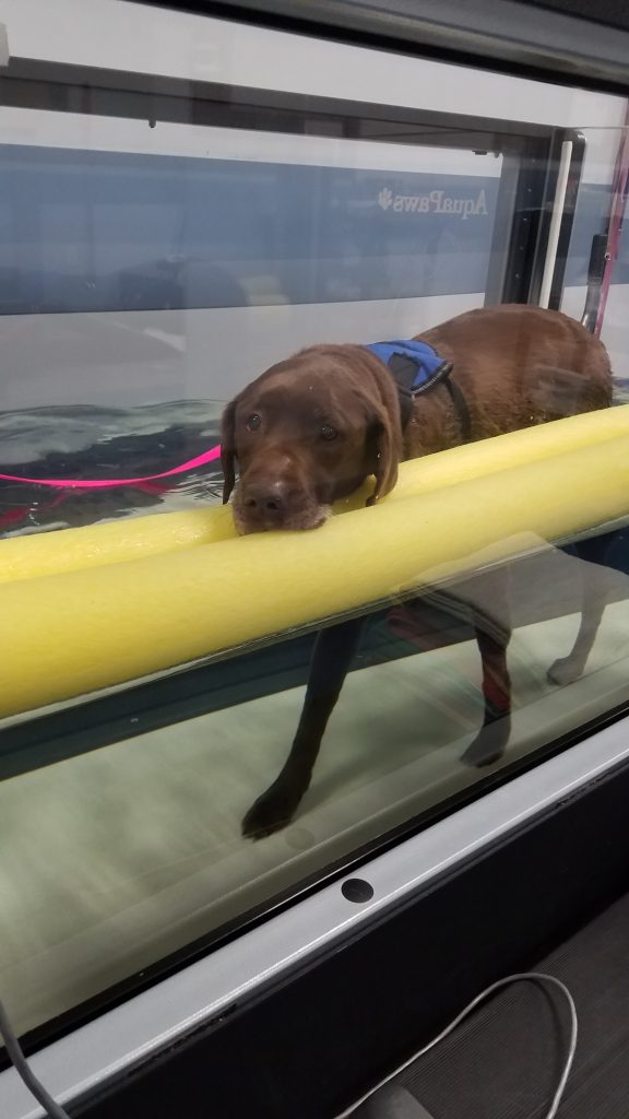 Dog on underwater treadmill as hydrotherapy provides safest anti-inflammatory benefits for dogs.