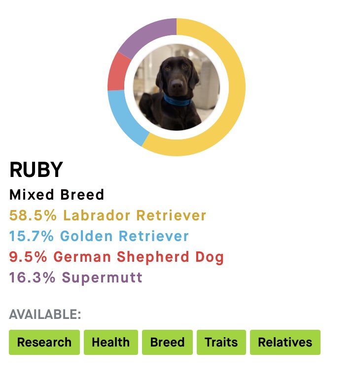 My dog Ruby’s Embark DNA breed mix results.