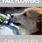 Corgi mix smells pansies, considering if they can be eaten.