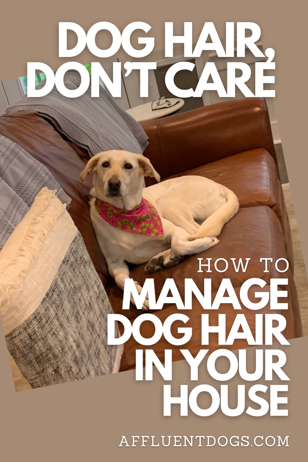 how-to-control-dog-hair-in-the-house-affluent-dogs