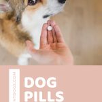Corgi gives some side eye as owner’s hand presents a pill.