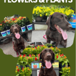 A photo collage of a chocolate Labrador shopping for dog safe plants and flowers at Lowes Home Improvement