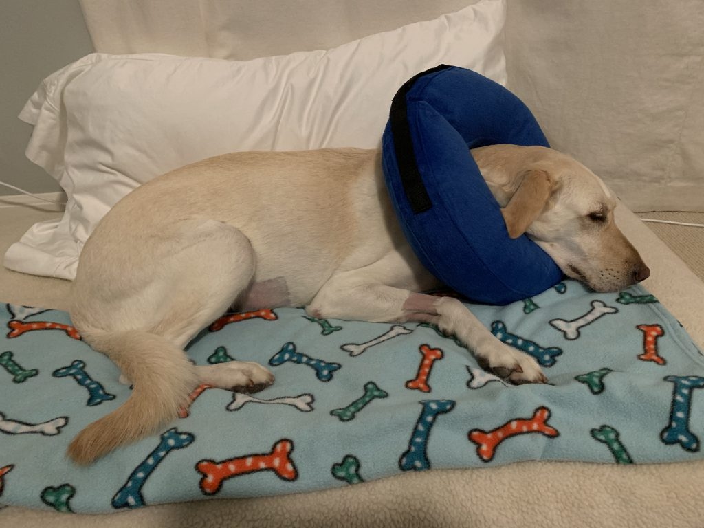 Cone of Shame Alternatives Dog in Inflatable Donut Collar nestled in her bed