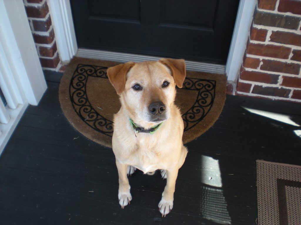 Foster dog Eddie posing fo are photo to show him off on social media.