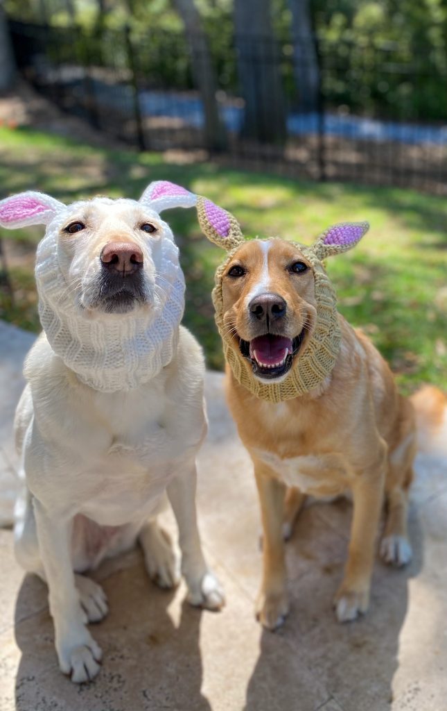 Dogs wearing bunny rabbit zoo snoods for Easter.