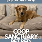 A yellow Labrador mix resting in her new Coop Sanctuary Pet Bed