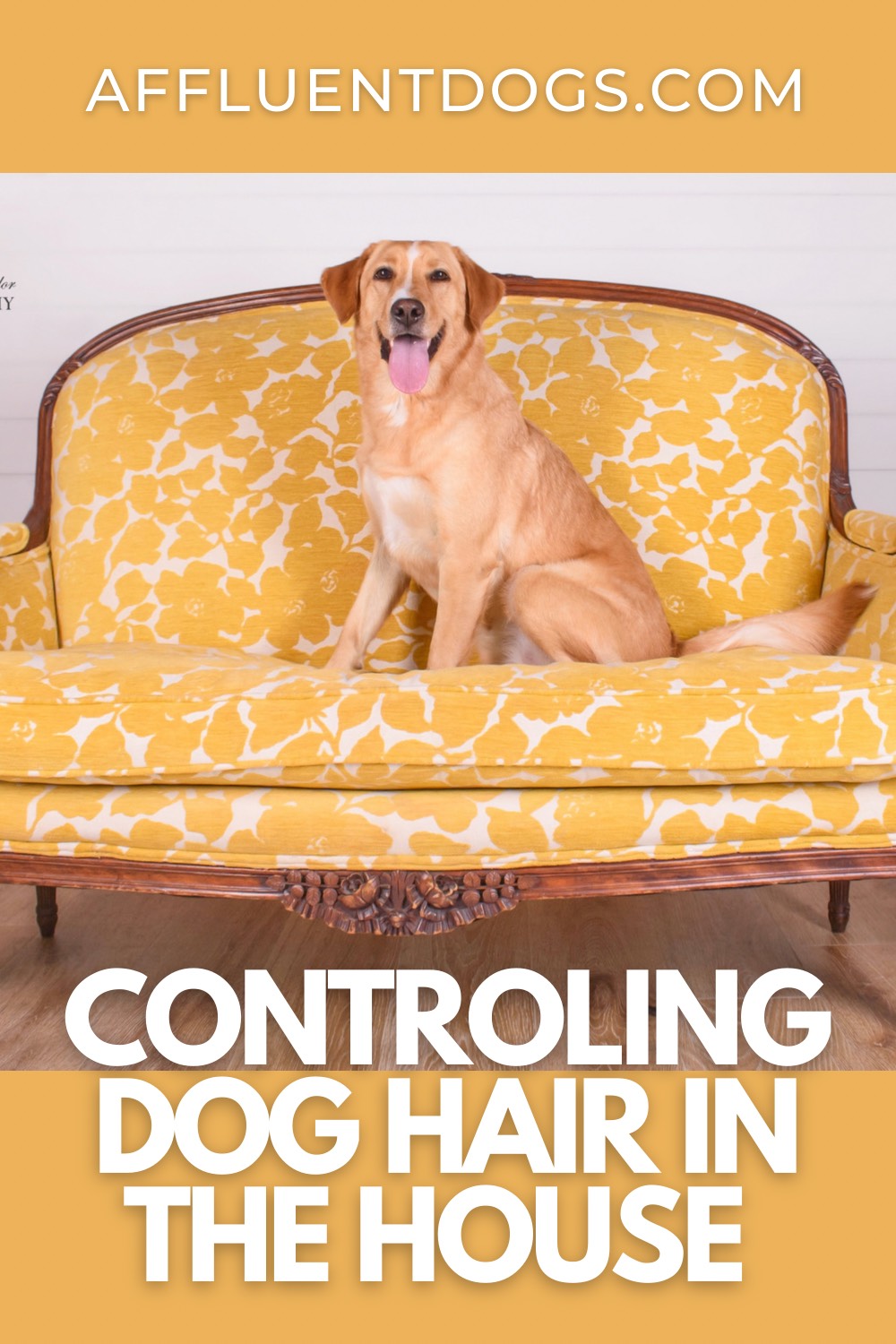 how-to-control-dog-hair-in-the-house-affluent-dogs