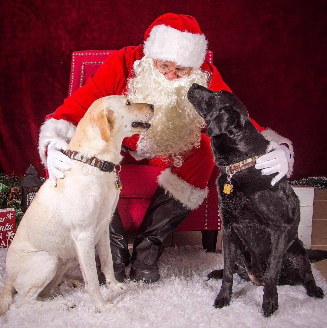 A white Labrador and a black Labrador visit Santa Clause and tell him their Christmas wishes