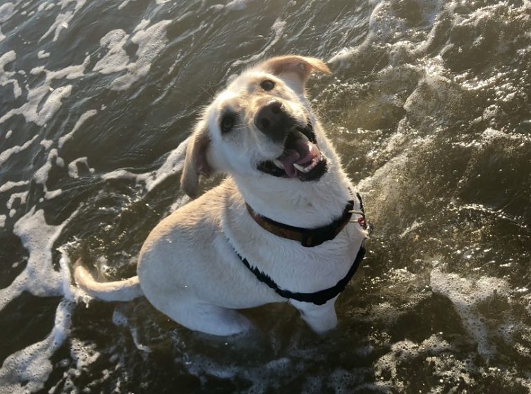Rescued lab Lemon in the water at the beach