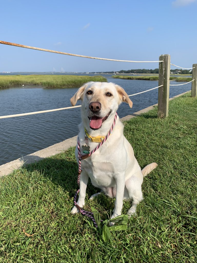 Rescued yellow lab at park by waterside