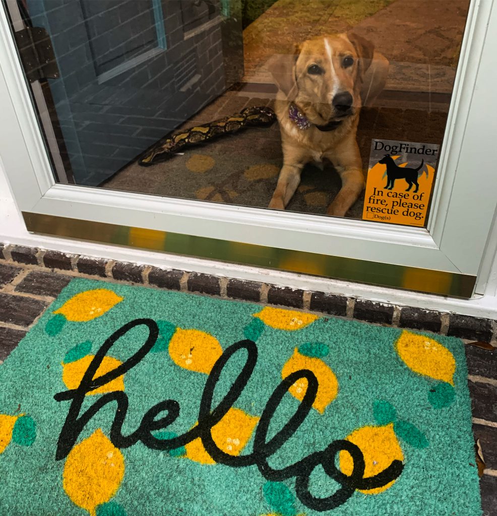 Dog looking out front door over Hello welcome mat