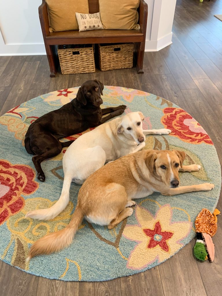 Three labs on a round flowered rug
