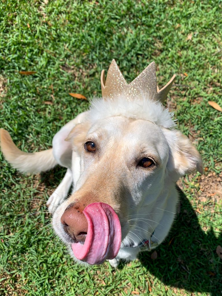 Dog in birthday crown