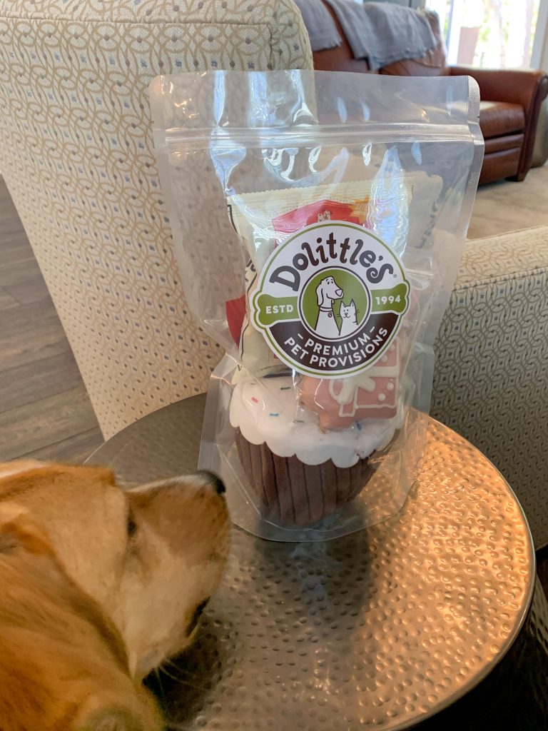Dog inspects dog birthday goodie bag from Dolittle's pet store