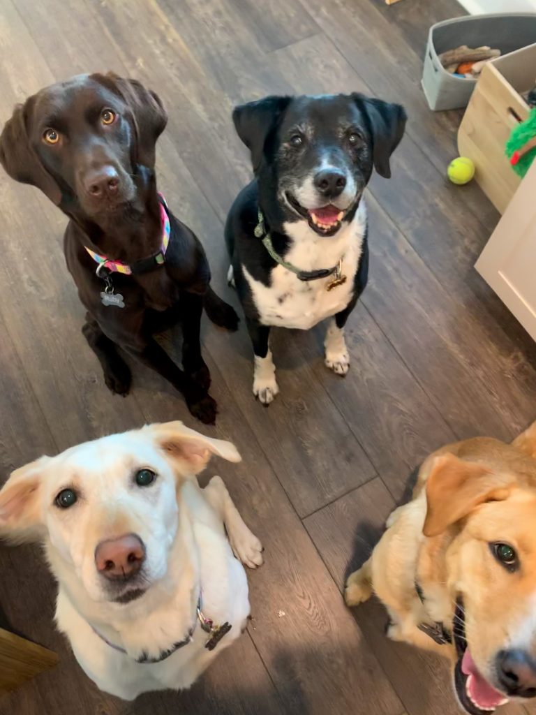Four dogs waiting for birthday treats