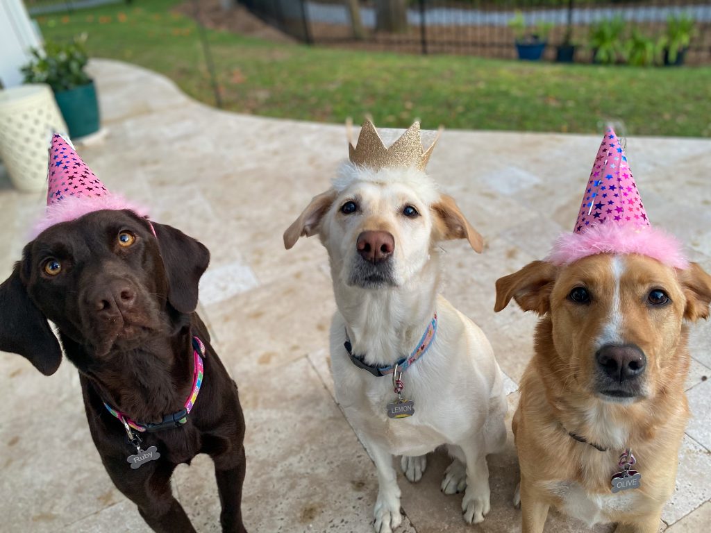 Three dogs in birthday party hats