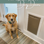 Yellow Labrador mix sits next to her wall entry dog door.