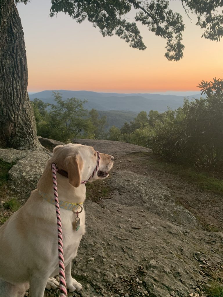 Lemon the dog watches the sun set at Jump Off Rock in Hendersonville, NC.