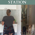 Three labs wait pensively for their mom to put them in the at home dog washing station