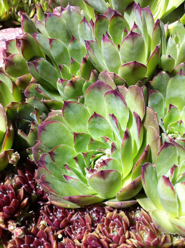 Hens and Chicks is succulent variety that falls into the dog friendly plants and flowers category