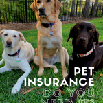 Three labs in an outdoor setting who are all insured with pet insurance.