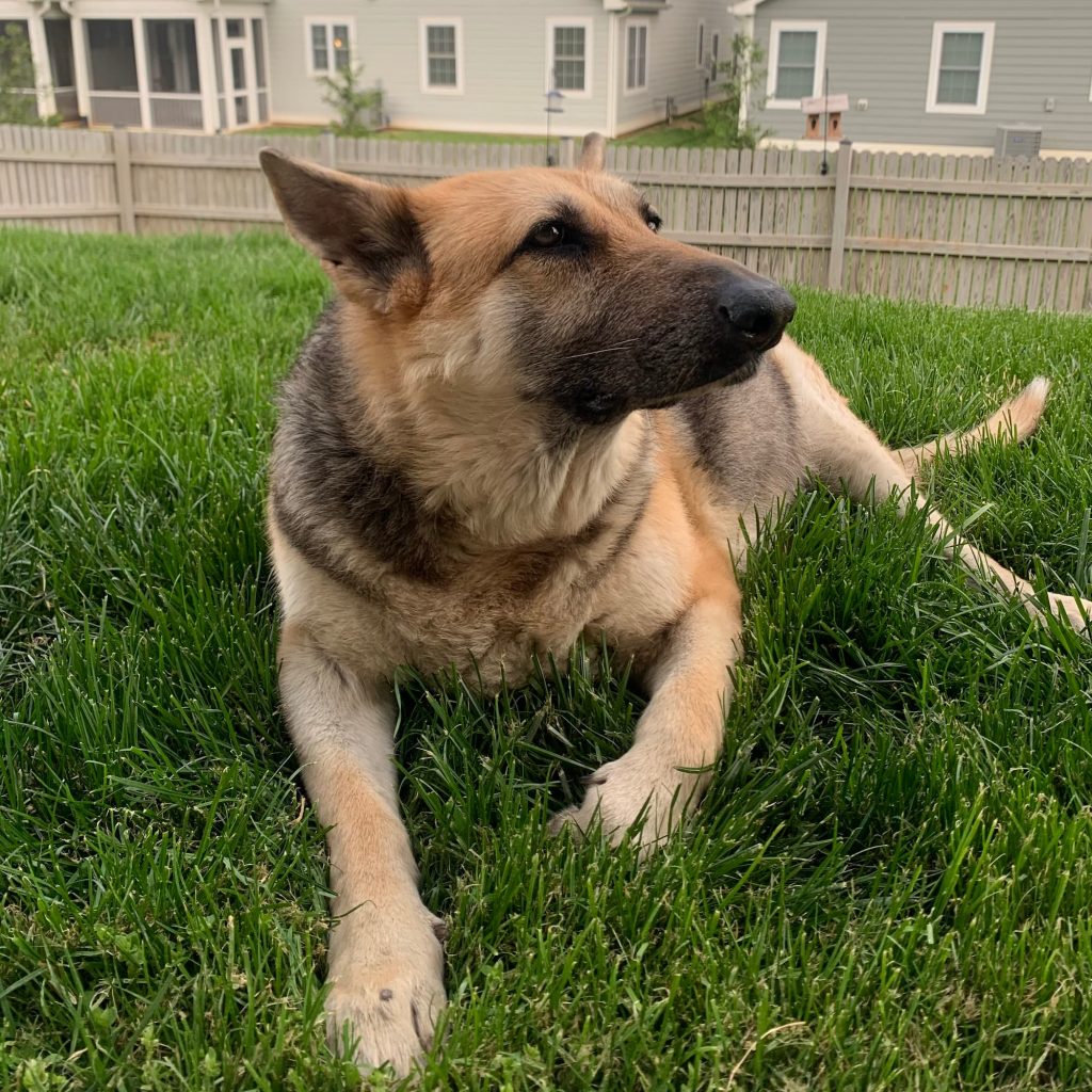 German Shepherd lays in a grassy backyard