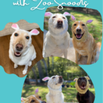 A collage of Labradors wearing Bunny Rabbit Zoo Snoods for Easter