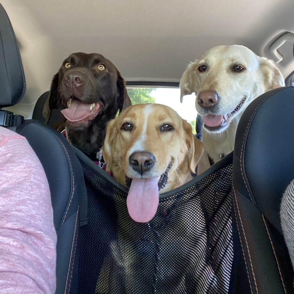 Three dogs sit in backseat with a mesh opening hammock car seat cover