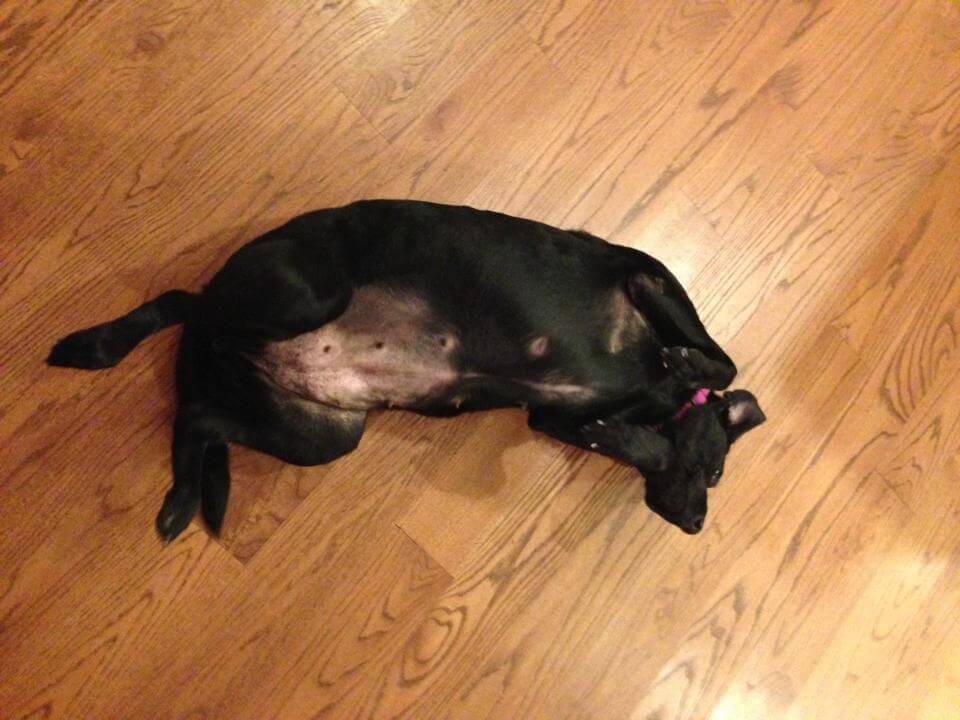 My black lab Lily at 30 pounds overweight trying to roll onto her back