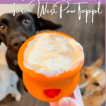 Chocolate Labrador jumps for joy over West Paw Toppl Recipe The Fluffermutter