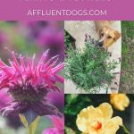 A collage of pet safe flowers including a Labrador smelling the lavender blossoms that may cause mild GI distress if significant amounts are eaten.