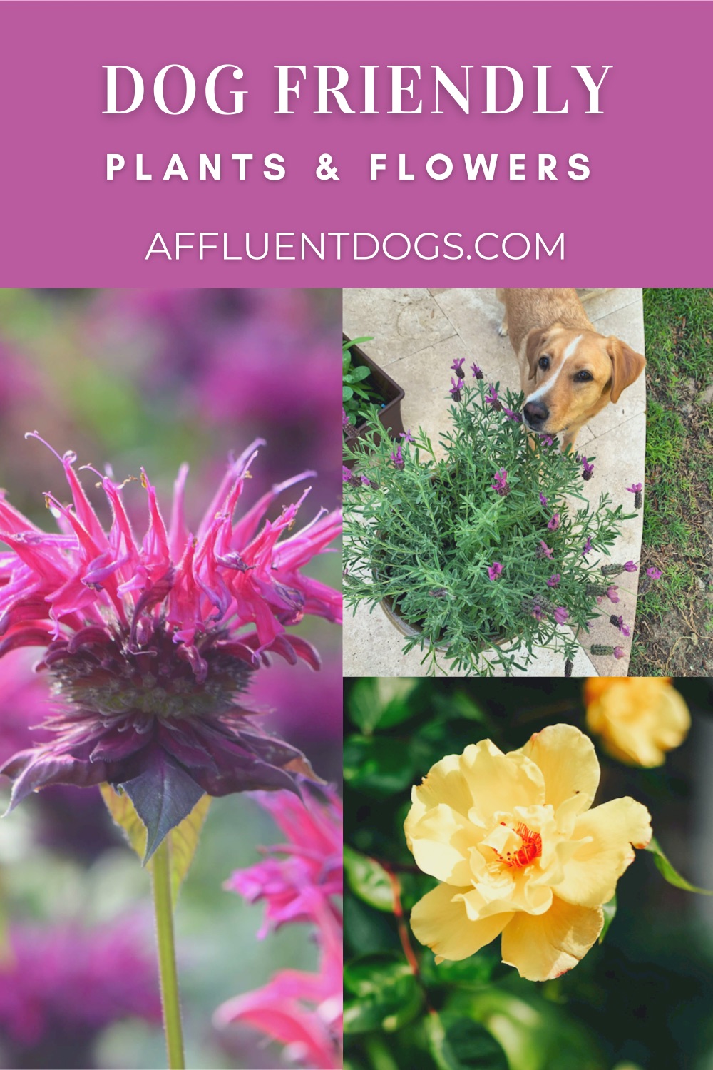 Dog Friendly Flowers and Plants | Affluent Dogs