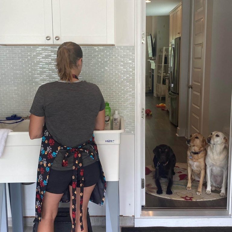 Three labs wait pensively for their mom to put them in the at home dog washing station