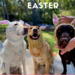 Three Labradors in an outdoor setting wearing Bunny Rabbit Zoo Snoods for Easter