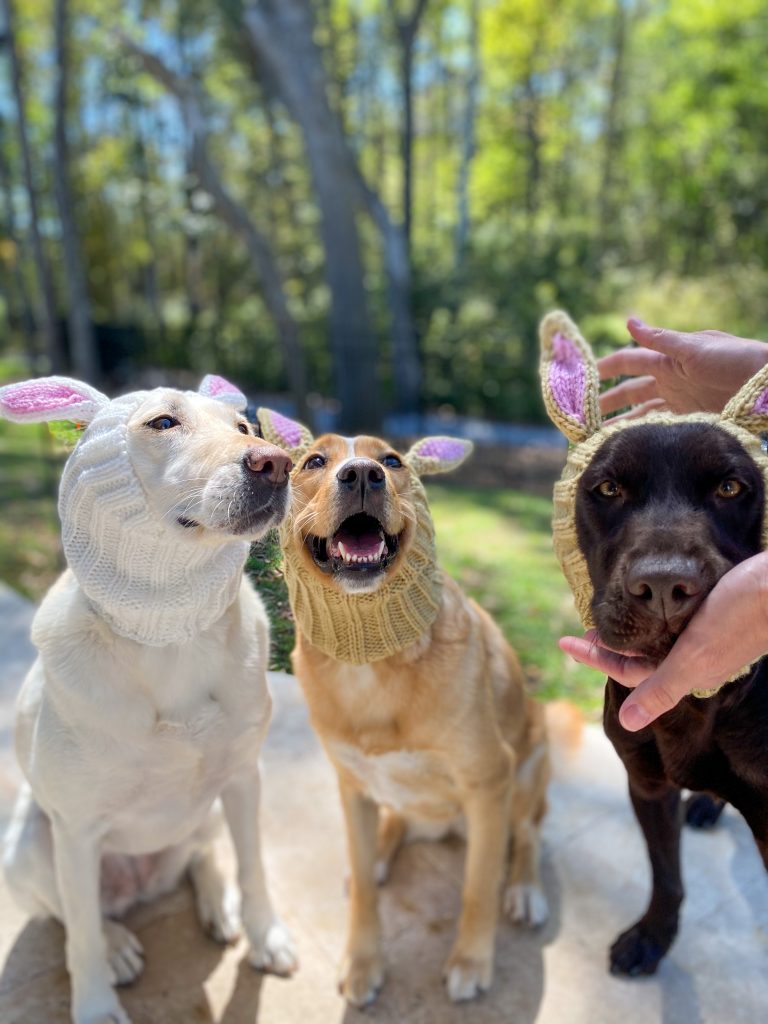 Three dogs in bunny ears