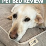 A yellow Lab nestled in her Coop Sanctuary Pet Bed