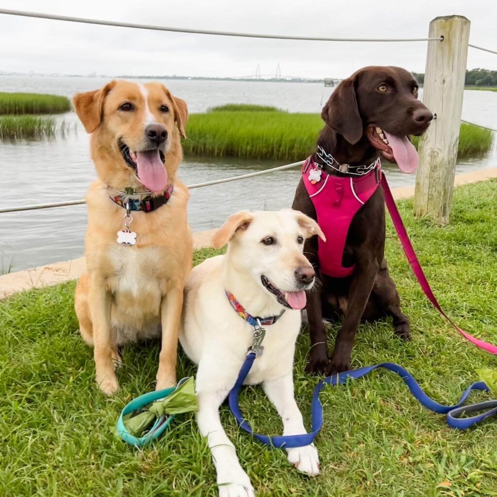 Three Labradors sitting in the grass along the Charleston harbor