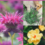 A collage of pet safe flowers including a Labrador smelling the lavender blossoms that may cause mild GI distress if significant amounts are eaten.