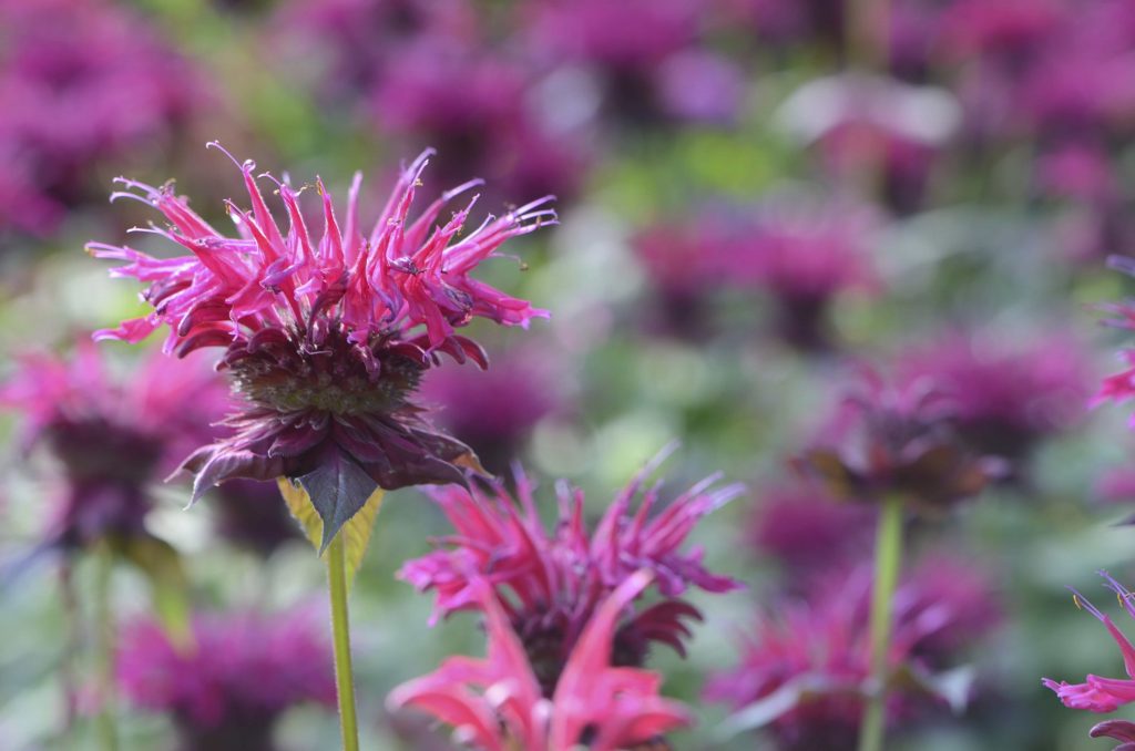 Gorgeous spiky purple bee balm blooms are considered dog friendly plants and flowers
