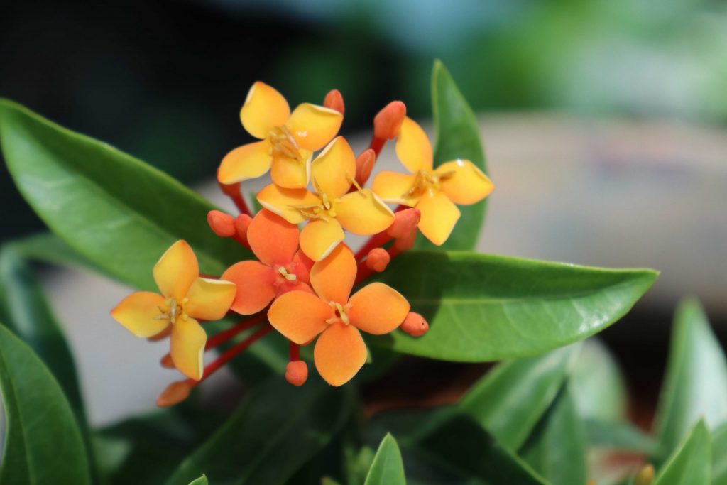 Ixora with clusters of orange and yellow blooms are a dog safe shrub for your landscape