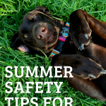 Chocolate Lab lays on back in the green grass.