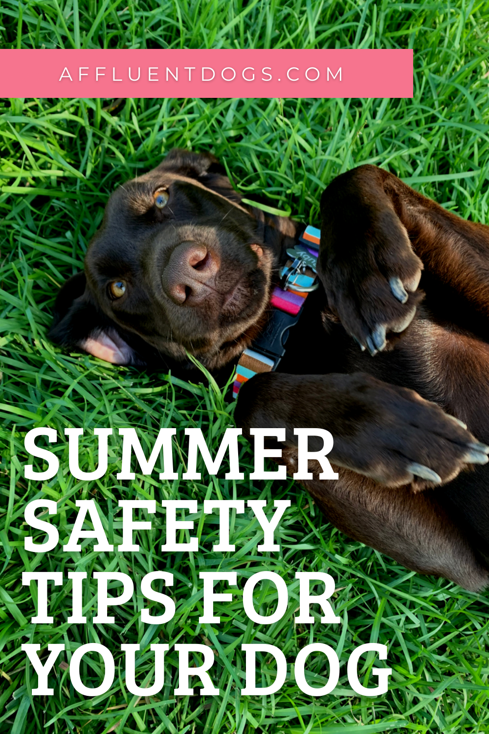 Curated visual reference: Visual Reference: Summer Safety Tips For Your Dog