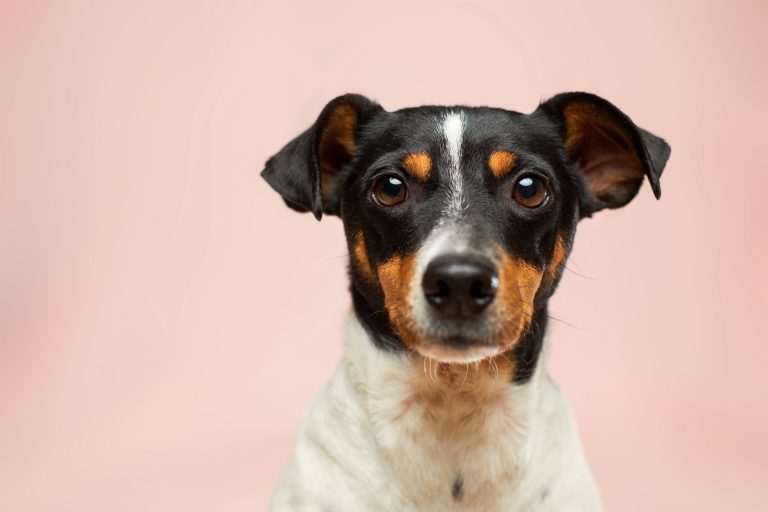 Photo of brown and white dog on a pink background