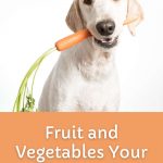 Yellow Labrador mix holding a carrot with leafy green top in his mouth.