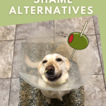 Yellow lab Lemon at the emergency vet in the cone of shame with an olive emoji like she’s a martini.