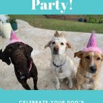 Three labs in princess party hats.