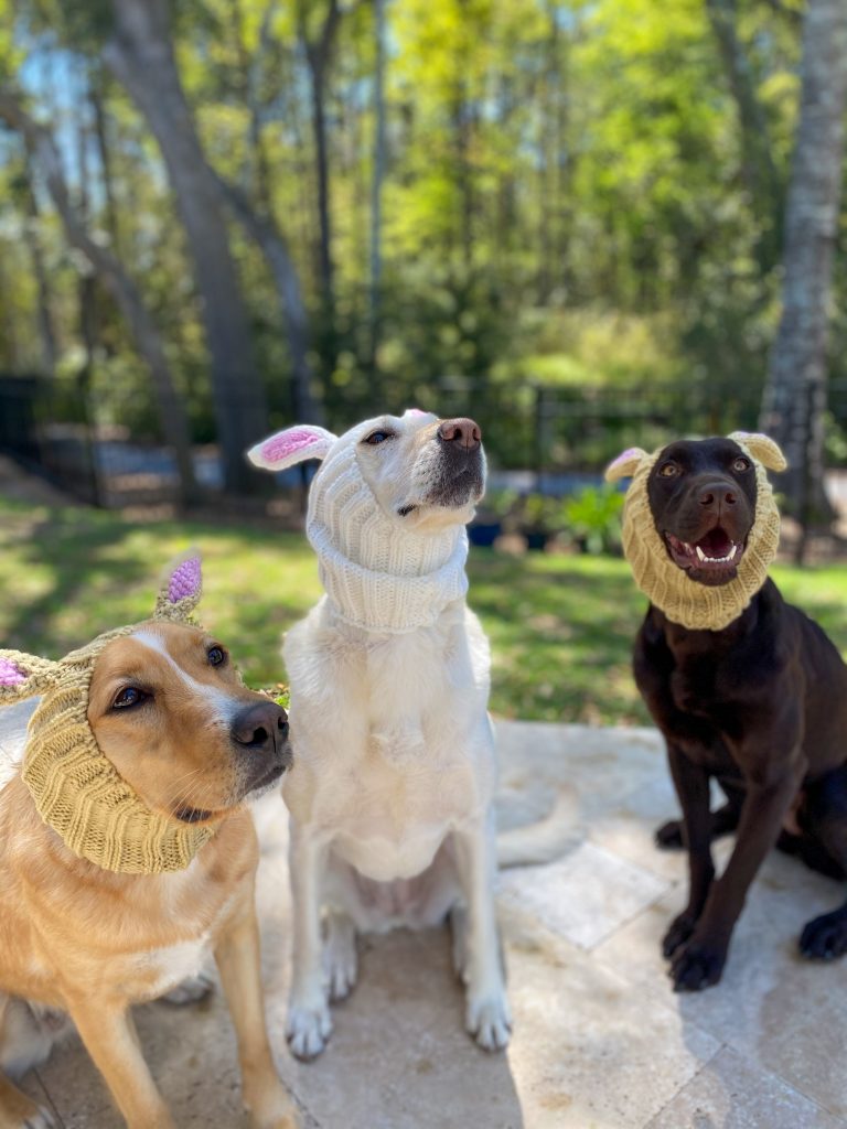 Three dogs in bunny ears